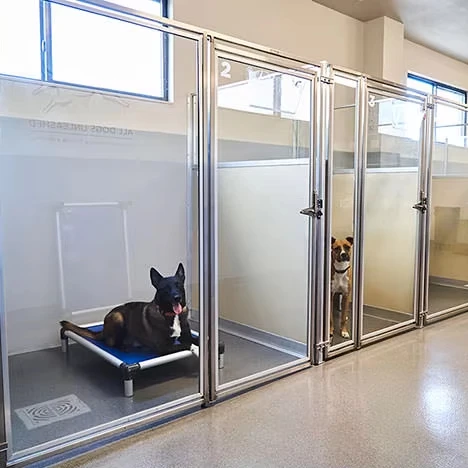 Animal Kennel with Tempered Glass Door fot veterinary clinics, animal  shelters, zoos, and research settings