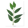 Feuilles de jujube d'hiver - 7 feuilles