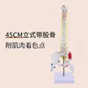 Columna vertebral vertical de 45 cm con pigmentación muscular.