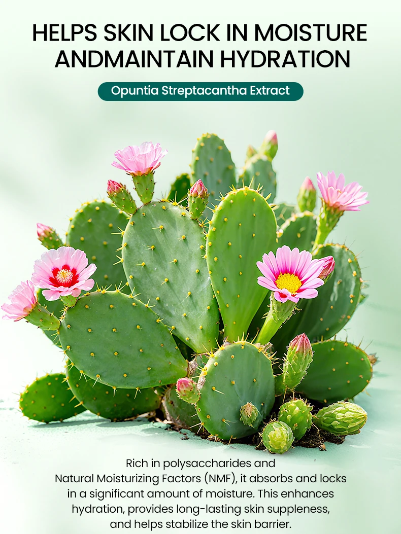 Natural Cactus Skincare Set Sodium Hyaluronate for Deep Hydration Includes Face Wash Moisturizer Soothing Repair Kit(pic3)