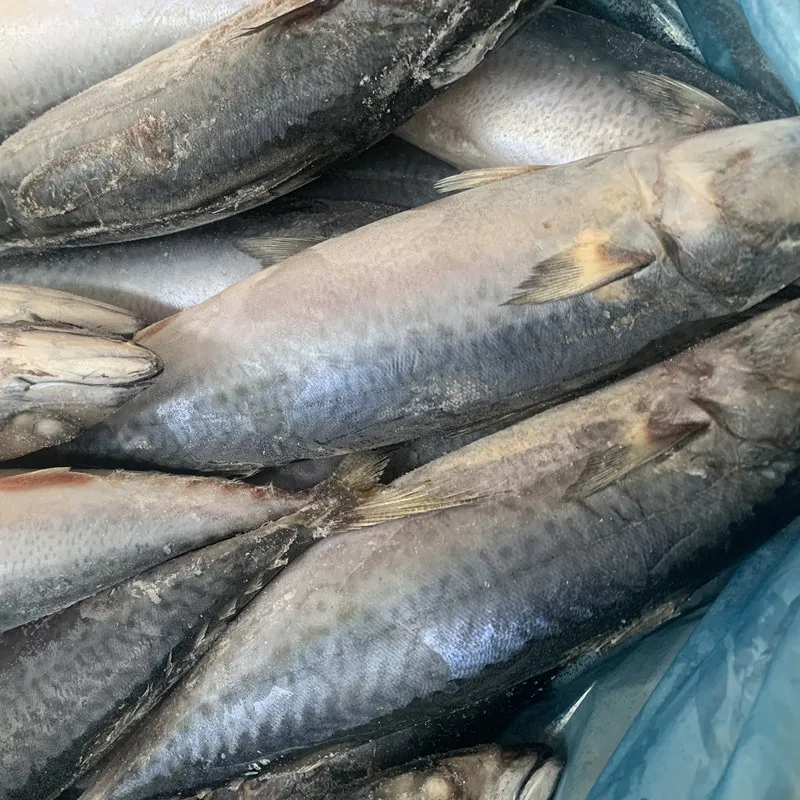 frozen fish mackerel exporters fresh frozen red tilapia fish