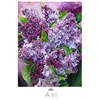 Multicolore-A01