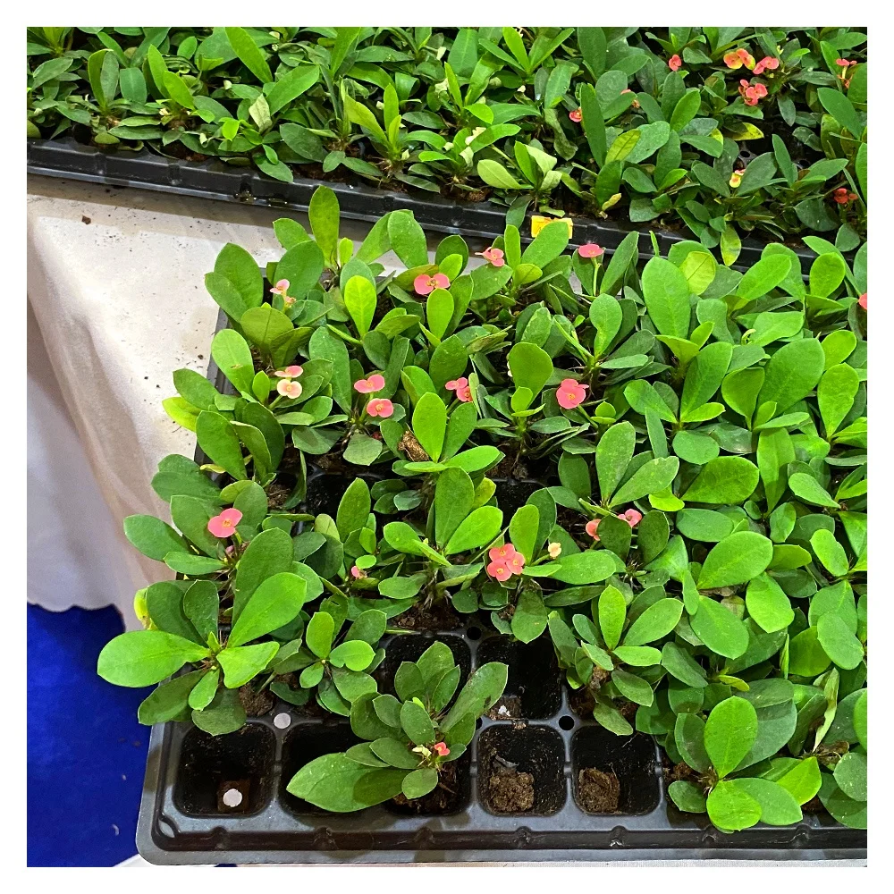 Large Deep 72 Cell PS Black Plastic Forest Nursery Seedling Trays with Lid for Tree Seed Propagation