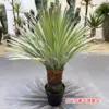 Cabeza de piña con borde amarillo, 93 cm.