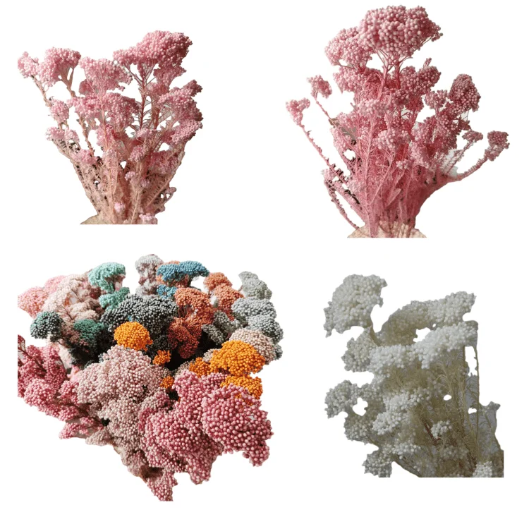 Preserved Sakura Rice Flower Beautiful Branches Style for Fresh Household Arrangements and Bouquet Making Packaged in Bags