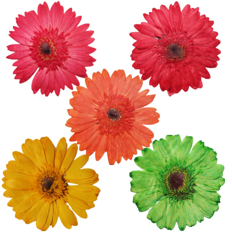 Gerbera-funda Para Teléfono Móvil Con Flores Secas,Materiales Secos Hechos  A Mano,Especímenes De Plantas Para Niños - Buy Flor Seca,Diy Reservado  Flor,Flores Secas Product on 