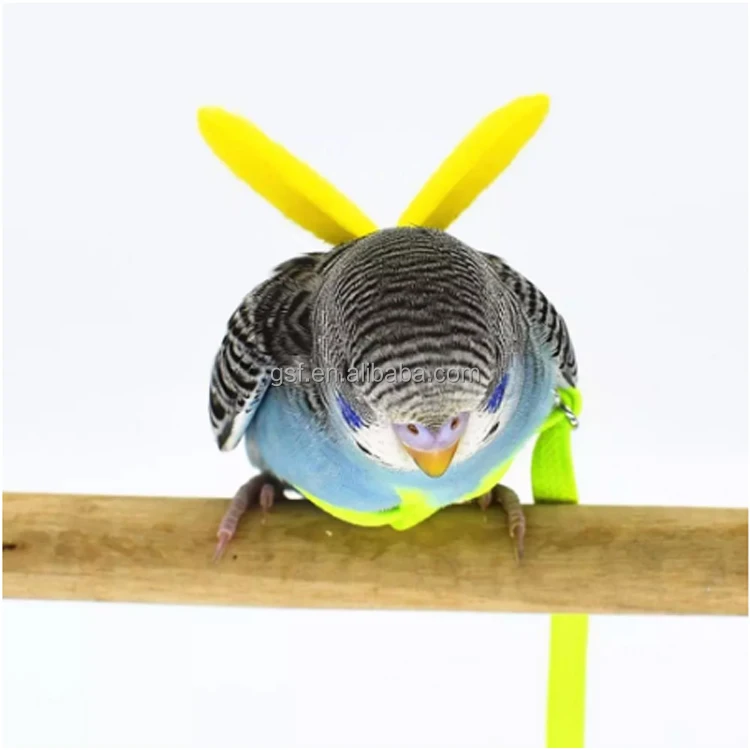 Parakeet harness and leash best sale