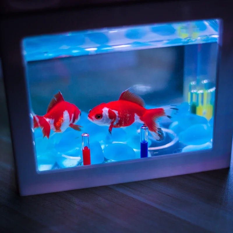 魚 タンク アイソレーション ポータブル プラスチック アクセサリー 水族館 Amazon | PATKAW 魚 タンク アイソレーション ボード ポータブル
