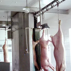 Complete pig slaughtering production line project for industrial pork processing, cold storage and meat handling systems