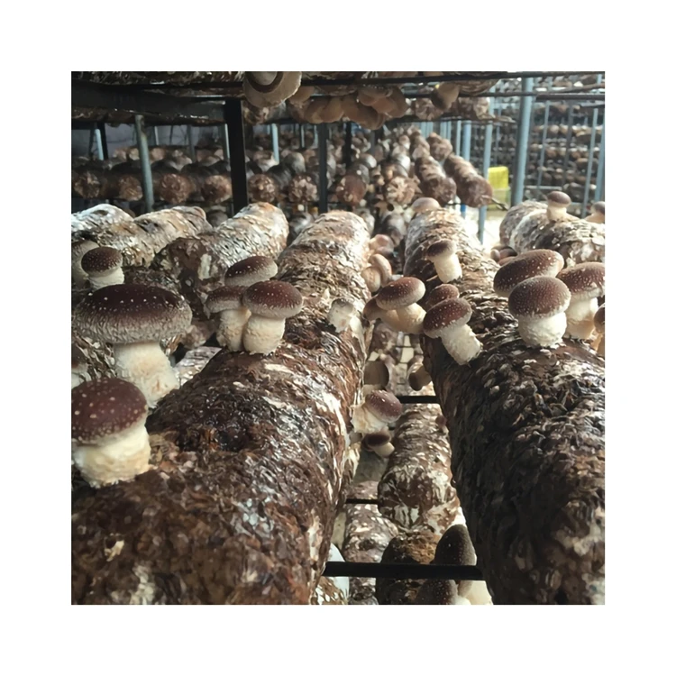 Natural Pollution-free Rootless Fleshy Stick Delicious Shiitake Mushroom Sticks For Household Food