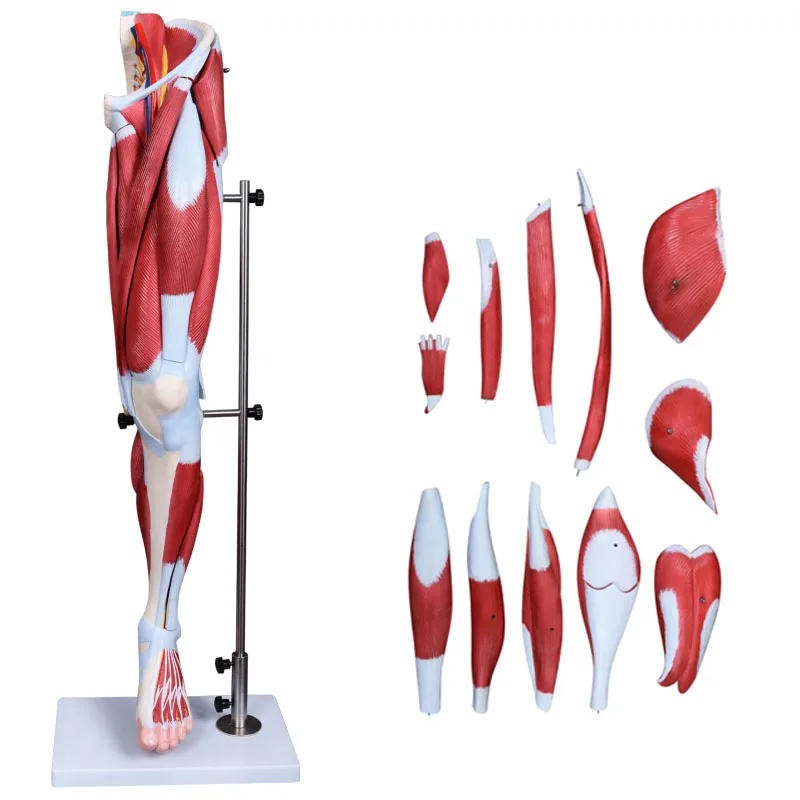 Life Size Detachable Human Lower Limb Muscle Leg Anatomical Model - Buy ...