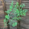 Green bamboo leaves