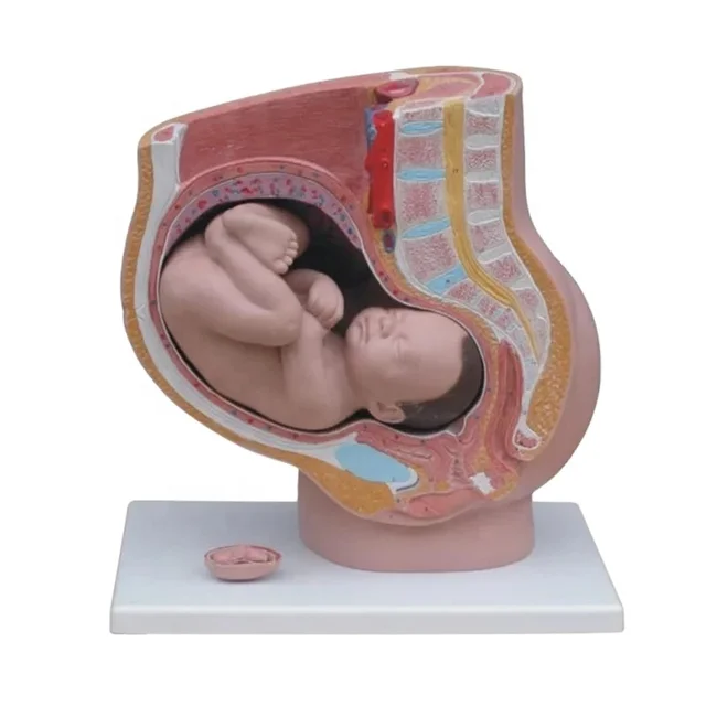 DARHMMY Female 40 Weeks of Pregnancy Pelvic Section Human Body With 4 Parts Medical Science Product