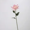 Chrysanthème impérial rose