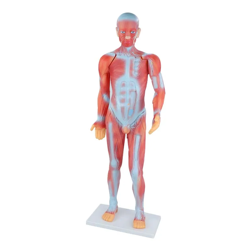 Human Whole Body Manikin Organ Teaching Model, Body Muscle Dissection Anatomy Model 85cm