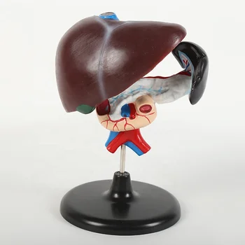 High quality educational teaching model Liver model for middle school