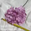 #9 hortensias