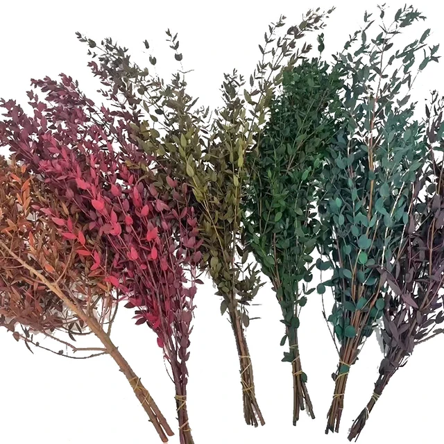 Real Eucalyptus plant house decorative vase filling branches wedding plant small leaves species Preserved Eucalyptus