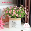 Nouveau sac de câlin anglais à 5 paquets de camomille rose