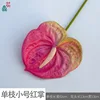 Trompeta única Anthurium ZL rosa oscuro