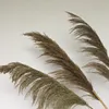 Canna di ferro 80 cm