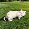 Gatto bianco