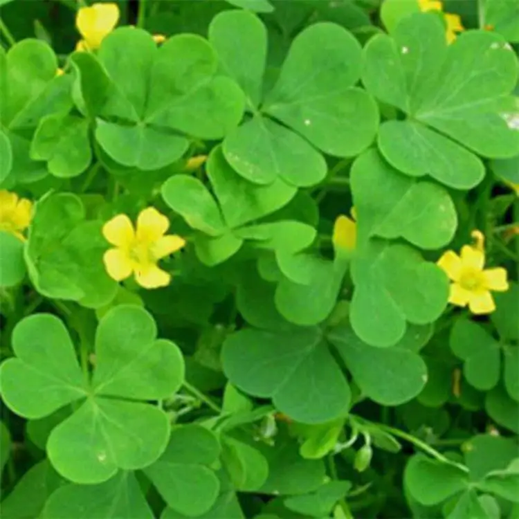 Perennial Tufted Suberect Herbs Lucky Clover Yellow Wood Sorrel Flower Seeds Buy High Purity Flower Seed Flower Seeds For Growing Trifolium Pratense Seeds Product On Alibaba Com