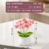 Double pink forget-me-not potted plant