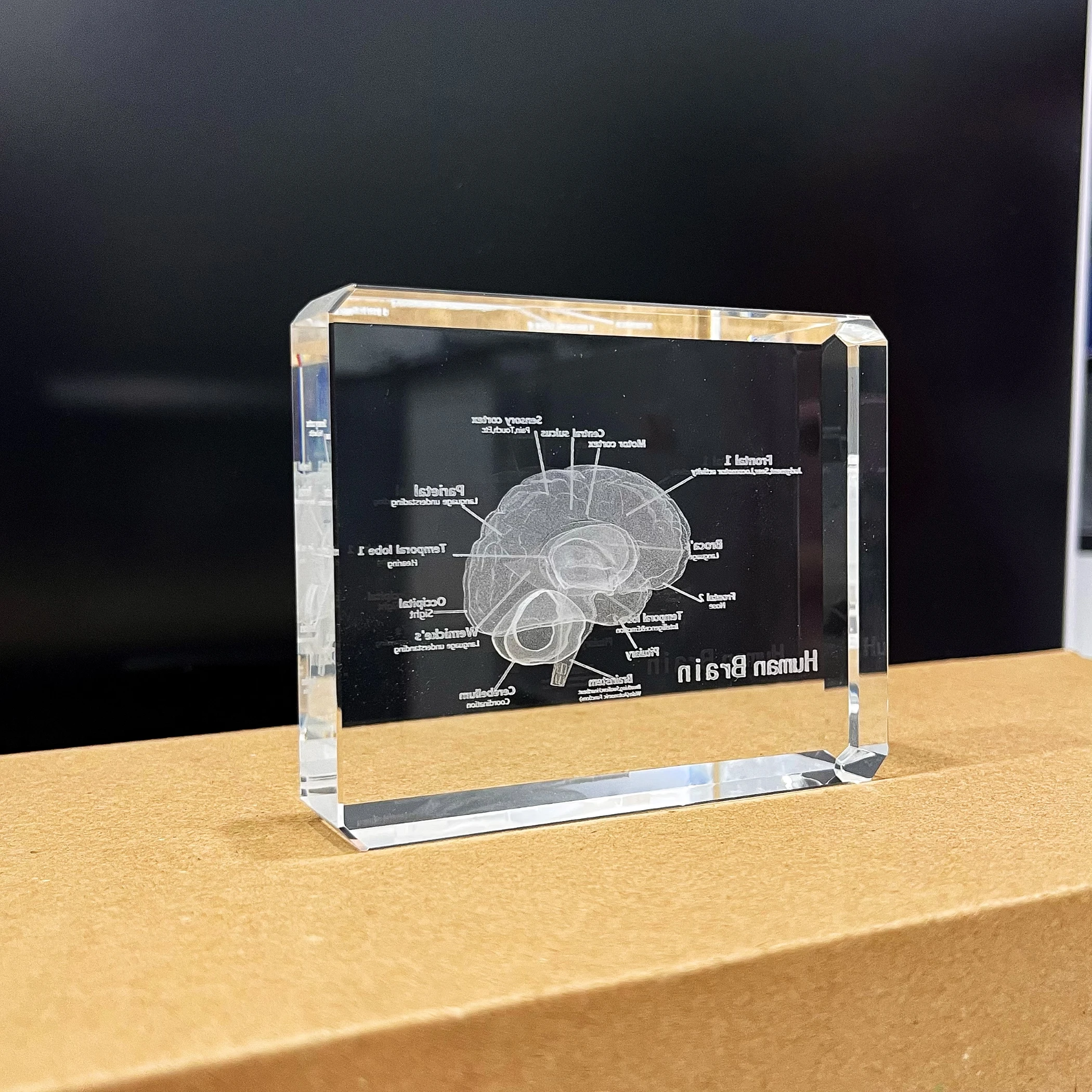 3D Human Brain Crystal Model - Perfect for Education & Decor