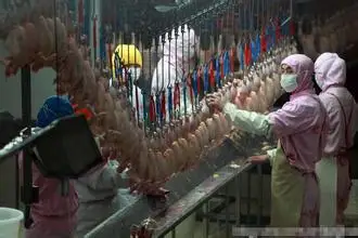 Complete Rabbit Slaughter Equipment Line Rabbit and Poultry Slaughterhouse