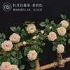 National Beauty Peony Vine - Champagne