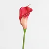 Rose Red