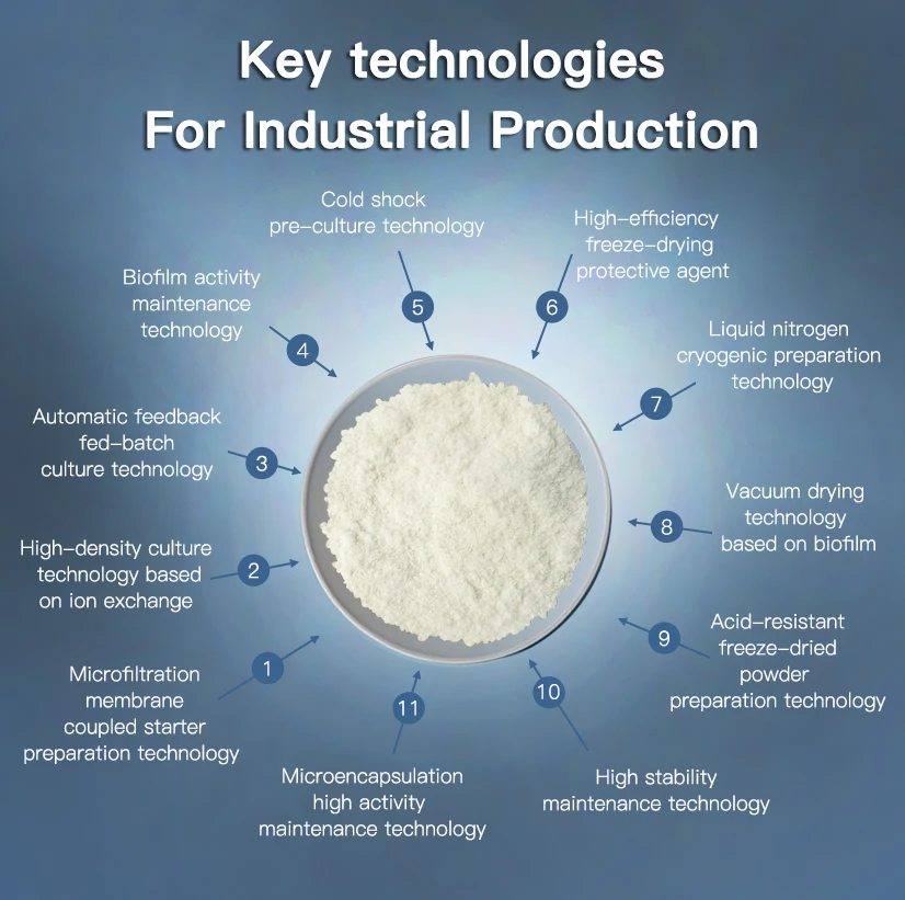 OEM Bulk Freeze-Dried Premix Probiotics Powder Formula Compound/Mix Probiotics Powder for Digestion From China Manufacturer