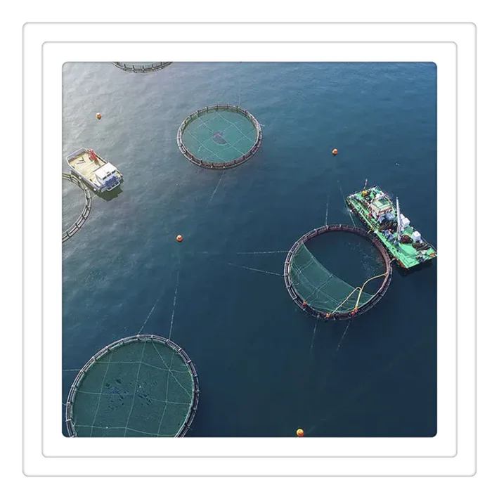 Circle Floating Aquaculture Equipment System rainbow Trout Fish Farming Cages