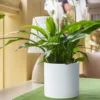White, thickened version with tray