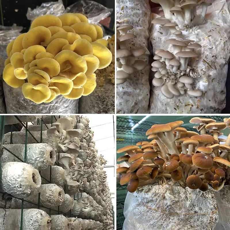 Factory Sell Biodegradable Autoclavable Mushroom Spawn Grow Bags Buy Mushroom Grow Bags