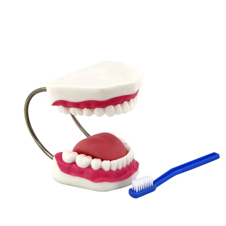 Medical Anatomy Model Dental Human Tooth Model Human Demo Teeth Model