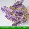 Color taro leaf purple