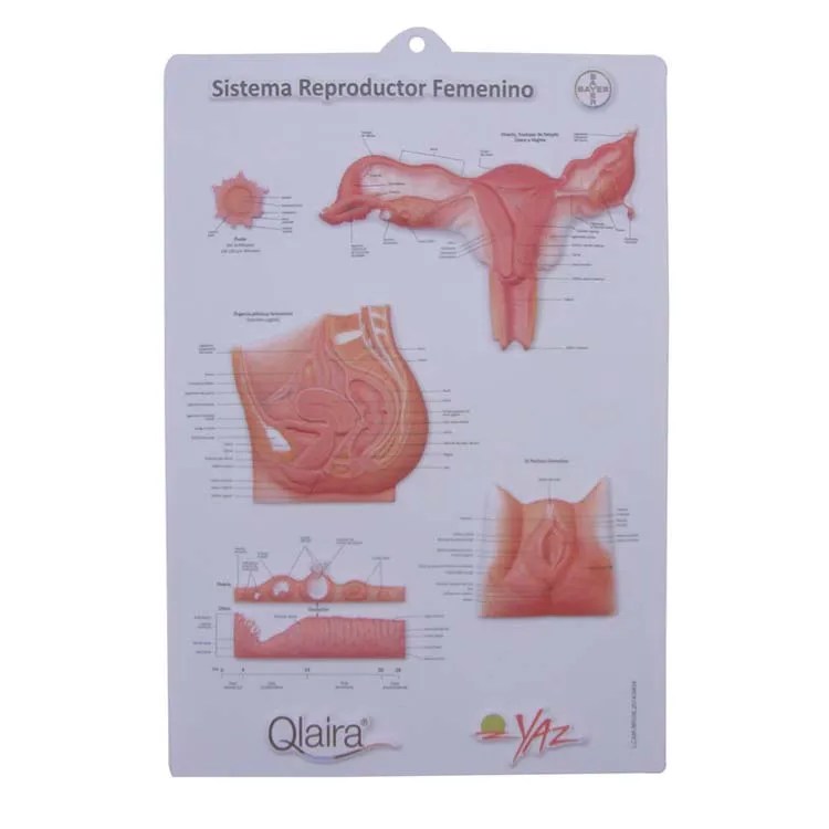 Customized PVC Wall Poster Embossed 3D Plastic Medical Anatomical Chart