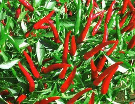 Chilli Seed Oil Extraction Machine Chilli Extract Oleoresin Oil