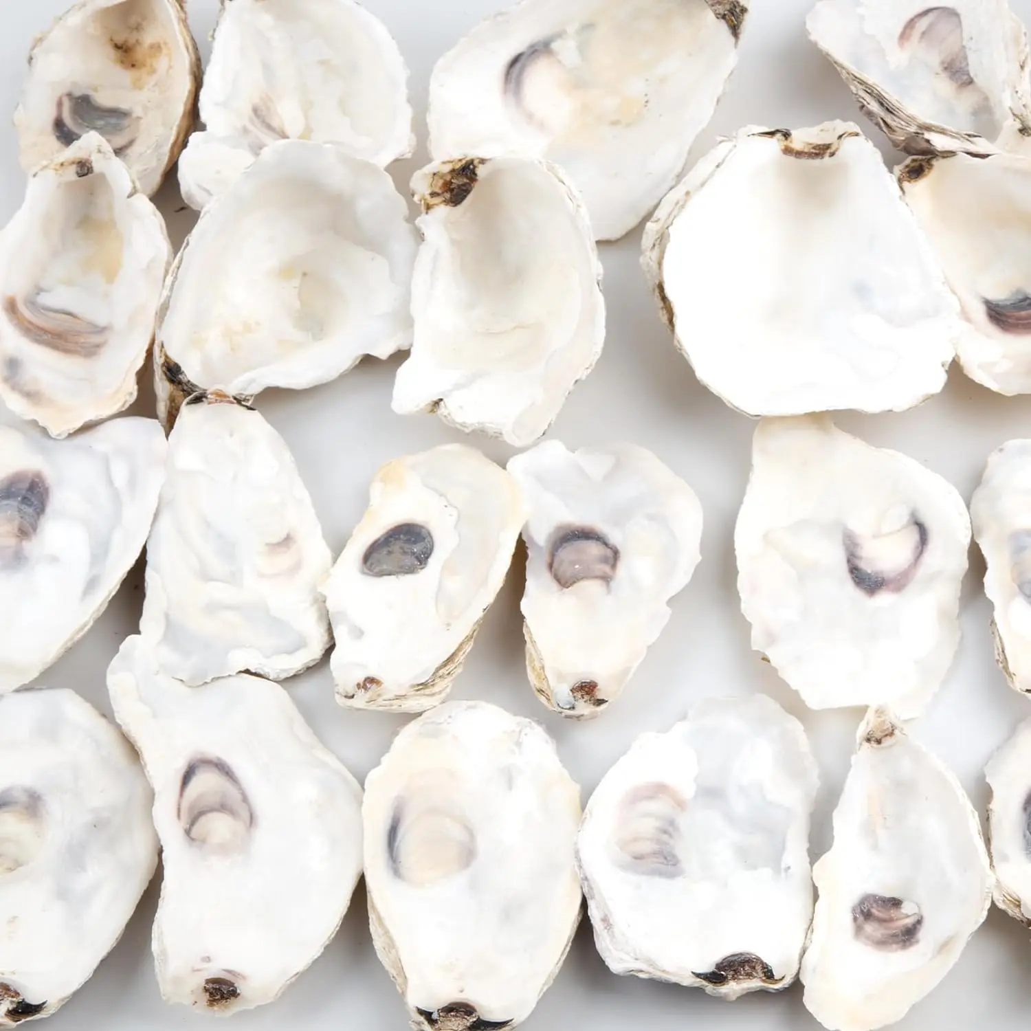 Oyster Shell Bulk Natural Small Pearl Oyster Shells for Crafts DIY Arts Xmas Ornaments
