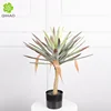 0.6-meter Yucca florida (44 leaves)