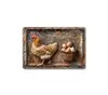 Chicken laying eggs
