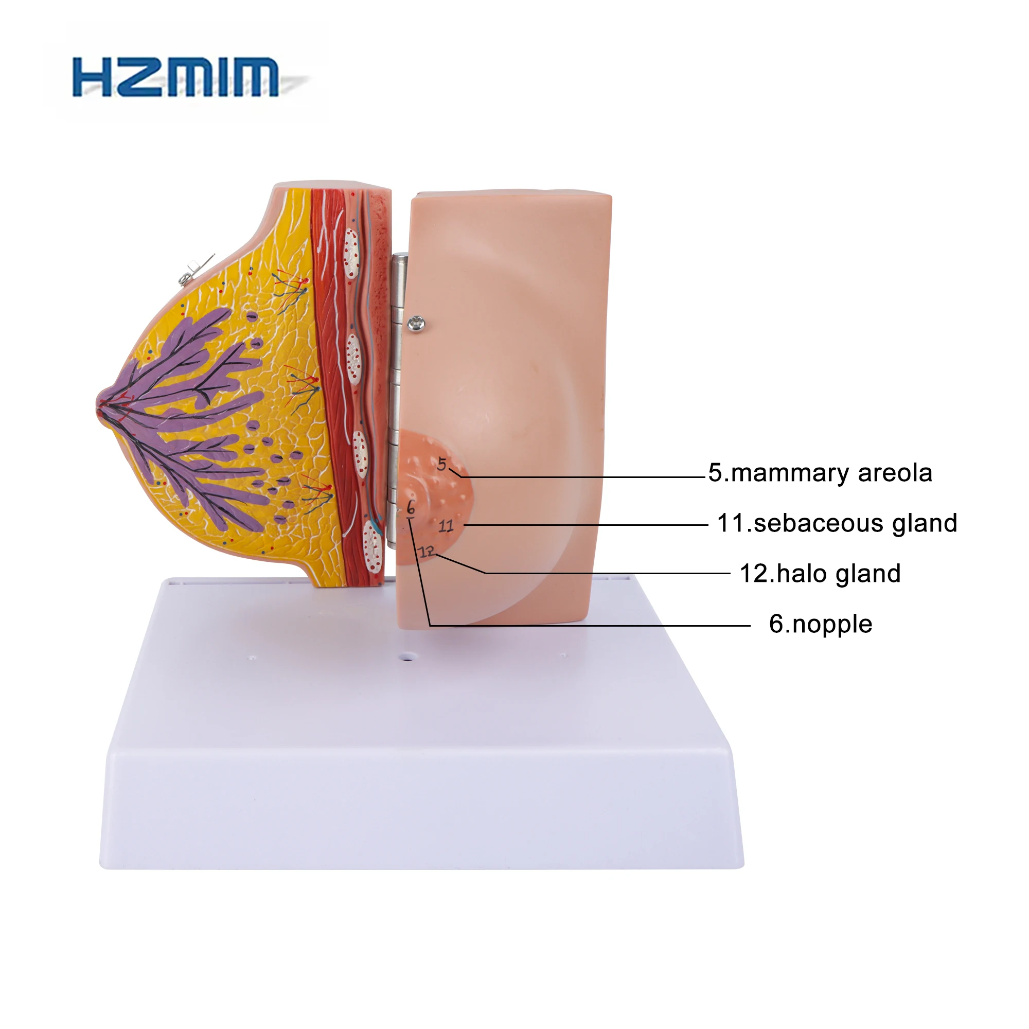 Sagittalschnitt Modell Laktierende Brust - Anatomiemodell Mit Studienkarte PVC