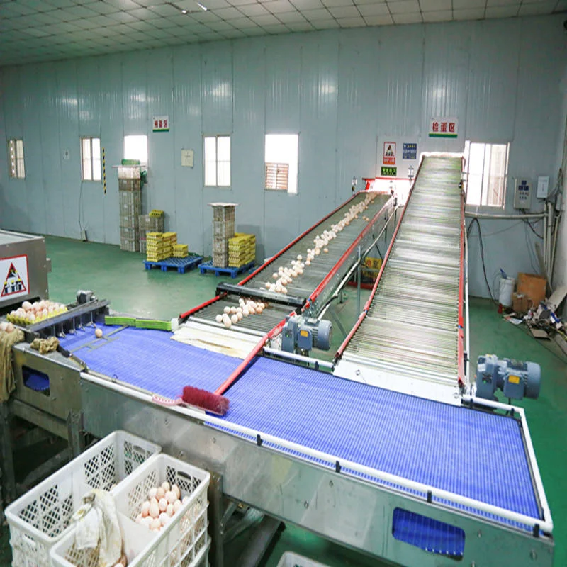 Great Farm Hot Sale Efficient Automatic Egg Sorting Line Automatic Egg Grading Machine with Conveyor Belt for Chicken Layer Farm