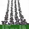 Purple eyebrow vine (2 vines per pack)
