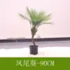Phoenix Tail Palm 90CM (comes with black base)