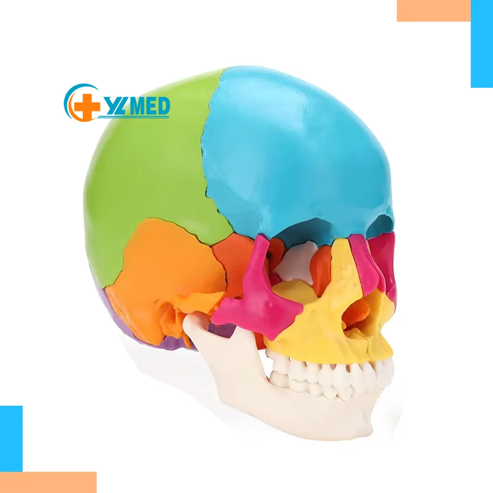 Color 22 Parts Life Size Exploded Anatomical Skull Model for Medical Student Human Anatomy Teaching and Studying Natural Large