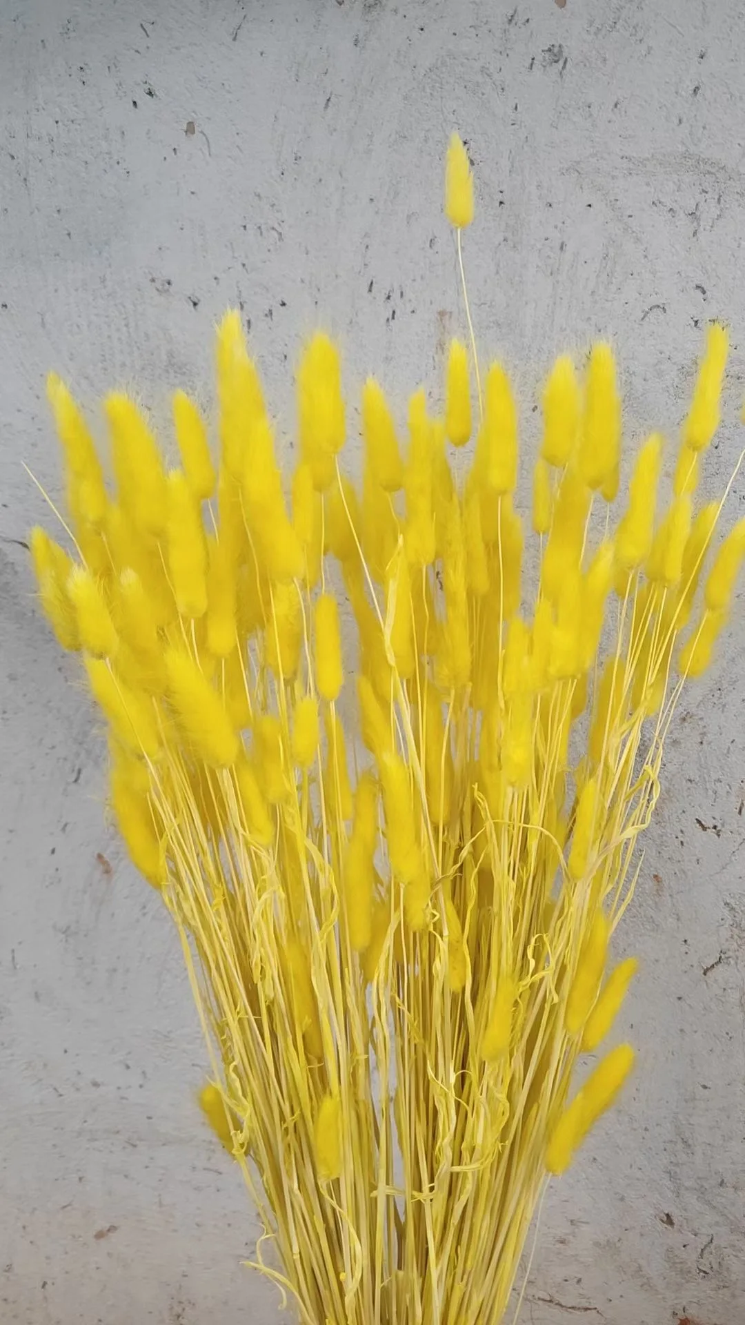 Rabbit Tail Dried Pampas Grass Dry Flowers Natural Real Grass White