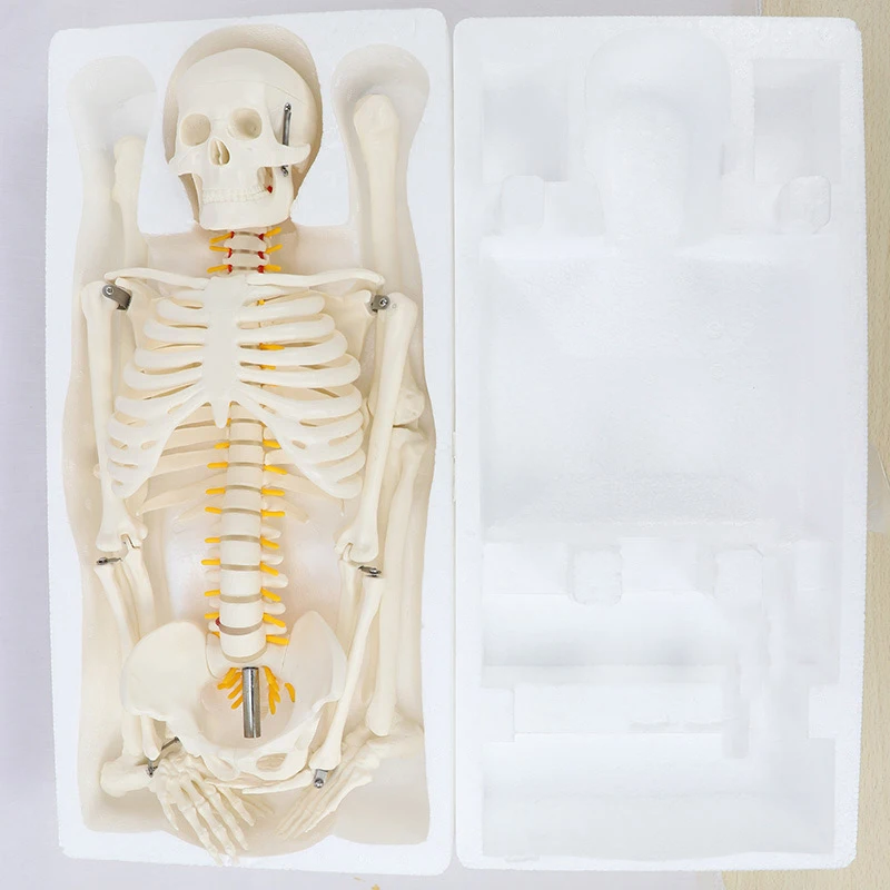 Disarticulated Medical Teaching 85cm Skeleton Anatomy Model Full Size